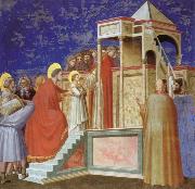 Giotto Presentation of the VIrgin ar the Temple oil