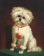 Anonymous Portrait of a Maltese dog oil painting reproduction